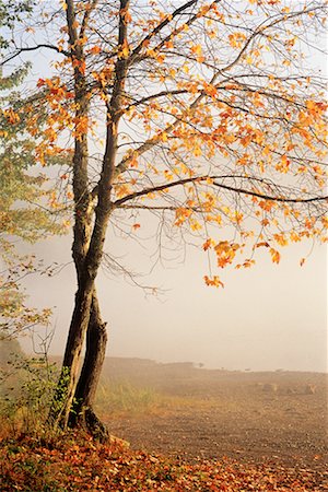 simsearch:700-00182848,k - Tree in Autumn Stock Photo - Rights-Managed, Code: 700-00089133