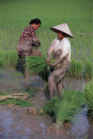 simsearch:700-01716733,k - Workers in Rice Field Kedah, Malaysia Stock Photo - Rights-Managed, Code: 700-00080060