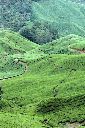 plantation agriculture southeast asia - Overview of Tea Plantation in Cameron Highlands Malaysia Stock Photo - Rights-Managed, Code: 700-00080084