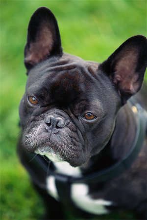 Portrait of French Bulldog Stock Photo - Rights-Managed, Code: 700-00081364