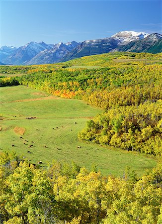 Overview of Landscape, Trees Mountains, and Cattle Grazing in Field, near Waterton Lakes National Park, Alberta, Canada Stock Photo - Rights-Managed, Code: 700-00081770