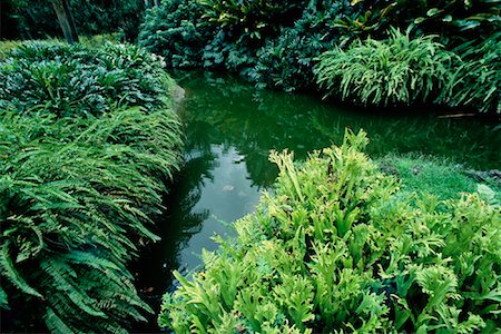 singapore botanical gardens - Lagoon and Foliage in Botanical Gardens Singapore Stock Photo - Rights-Managed, Code: 700-00082136