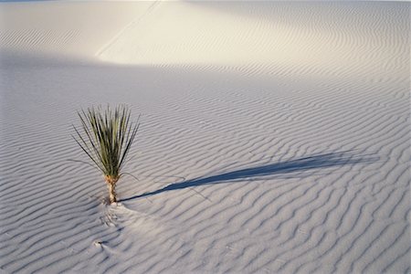 Yucca Plant and Sand Dunes White Sands National Monument New Mexico, USA Stock Photo - Rights-Managed, Code: 700-00082381