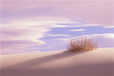 simsearch:862-08091424,k - Desert Plant and Sand Dunes White Sands National Monument New Mexico, USA Stock Photo - Rights-Managed, Code: 700-00082382