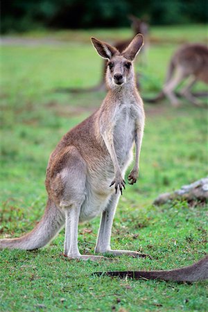 simsearch:700-00090919,k - Portrait of Kangaroo Australia Stock Photo - Rights-Managed, Code: 700-00082588