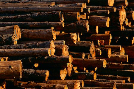Close-Up of Cut and Stacked Logs Stock Photo - Rights-Managed, Code: 700-00082948