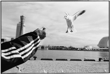 flying bird human hand - Person Feeding Seagulls at Kobe Port Kobe, Japan Stock Photo - Rights-Managed, Code: 700-00083120