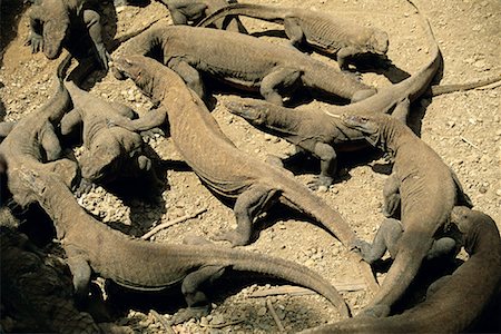 Komodo Dragons Indonesia Stock Photo - Rights-Managed, Code: 700-00083176