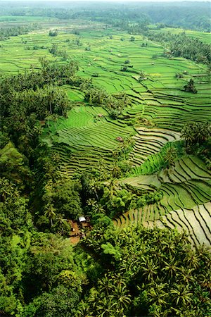 simsearch:700-00057322,k - Aerial View of Terraced Rice Fields Bali, Indonesia Stock Photo - Rights-Managed, Code: 700-00083213