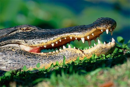 Alligator Stock Photo - Rights-Managed, Code: 700-00098681