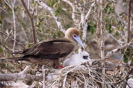 simsearch:700-00052822,k - Red-footed Booby and Chick Stock Photo - Rights-Managed, Code: 700-00098870