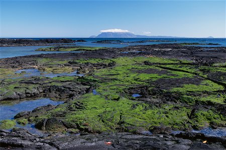 simsearch:700-00023229,k - Fernandina Island Galapagos Islands, Ecuador Foto de stock - Con derechos protegidos, Código: 700-00098887