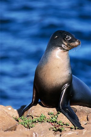 simsearch:700-00164988,k - Sea Lion Stock Photo - Rights-Managed, Code: 700-00098888