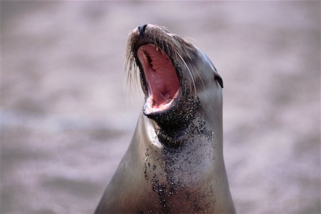 simsearch:700-00481653,k - Sea Lion Stock Photo - Rights-Managed, Code: 700-00098894