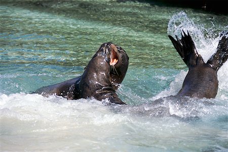simsearch:700-00481653,k - Sea Lions Stock Photo - Rights-Managed, Code: 700-00098895