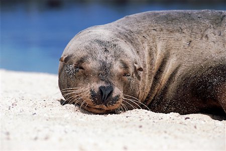 simsearch:700-00164988,k - Sea Lion Stock Photo - Rights-Managed, Code: 700-00098896