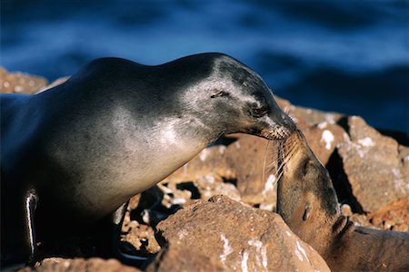 simsearch:700-00481653,k - Sea Lions Stock Photo - Rights-Managed, Code: 700-00098890
