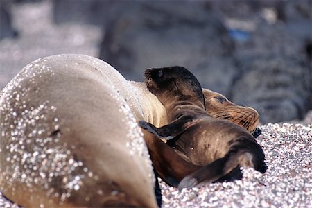 simsearch:700-00481653,k - Sea Lions Stock Photo - Rights-Managed, Code: 700-00098891