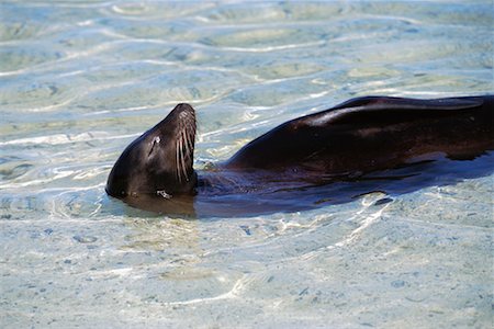 simsearch:700-00481653,k - Sea Lion Stock Photo - Rights-Managed, Code: 700-00098892