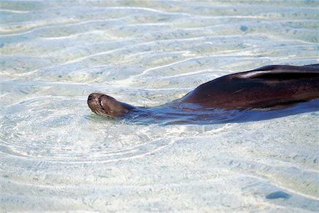 simsearch:700-00481653,k - Sea Lion Stock Photo - Rights-Managed, Code: 700-00098893