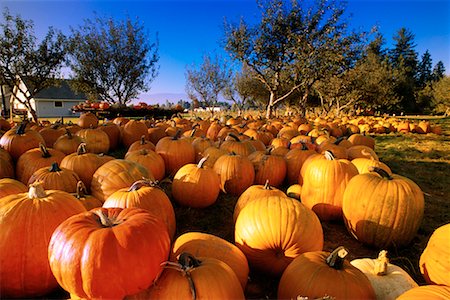 Pumpkin Patch Stock Photo - Rights-Managed, Code: 700-00099857