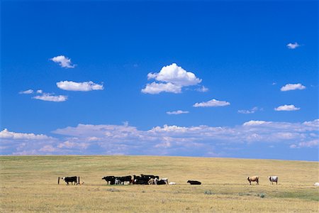 ranch nobody usa - Cows in Field South Dakota, USA Stock Photo - Rights-Managed, Code: 700-00090000