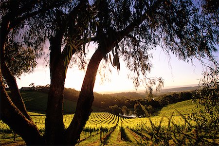 simsearch:700-00050296,k - Coldstream Hills Winery Yarra Valley, Australia Stock Photo - Rights-Managed, Code: 700-00090678