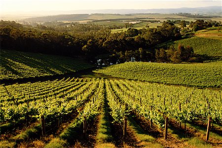 simsearch:700-00050296,k - Coldstream Hills Winery Yarra Valley, Australia Stock Photo - Rights-Managed, Code: 700-00090680