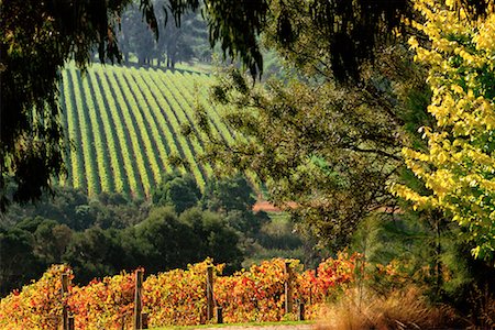 simsearch:700-00050296,k - Tuck's Ridge and Montalto Vineyards, Australia Stock Photo - Rights-Managed, Code: 700-00090893