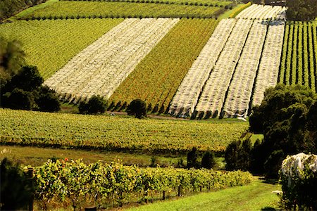 simsearch:700-00050296,k - Tuck's Ridge and Montalto Vineyards, Australia Stock Photo - Rights-Managed, Code: 700-00090921