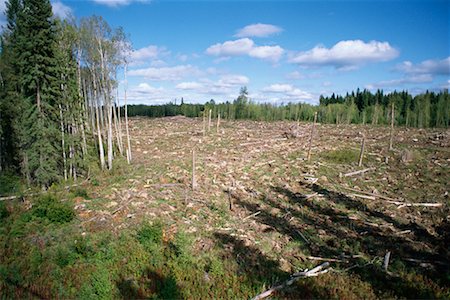 stump with new growth - Clearcut Forest Stock Photo - Rights-Managed, Code: 700-00157740