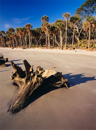 simsearch:700-00157939,k - Driftwood on Beach, Barrier Island, Hunting Island State Park, South Carolina, USA Stock Photo - Rights-Managed, Code: 700-00157928
