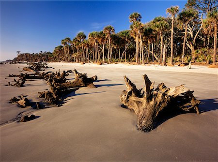 simsearch:700-00157939,k - Driftwood on Beach, Barrier Island, Hunting Island State Park, South Carolina, USA Stock Photo - Rights-Managed, Code: 700-00157929