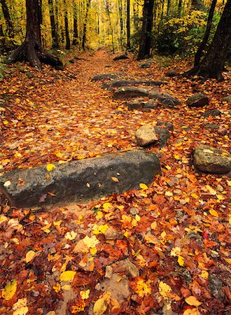 simsearch:700-06465623,k - Mountain Bridge Wilderness Area, Jones Gap State Park, South Carolina, USA Foto de stock - Con derechos protegidos, Código: 700-00157940