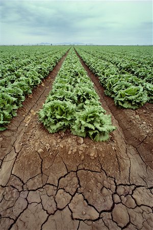 Furrows of Lettuce Crop Stock Photo - Rights-Managed, Code: 700-00159322