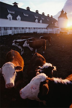 saskatchewan farmland - Cows on a Farm Stock Photo - Rights-Managed, Code: 700-00159552