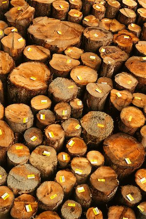 simsearch:700-00361363,k - Logs for Export Stock Photo - Rights-Managed, Code: 700-00159576