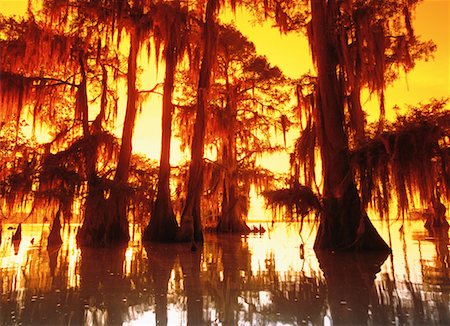 Cypress Trees in Swamp Foto de stock - Con derechos protegidos, Código: 700-00150134