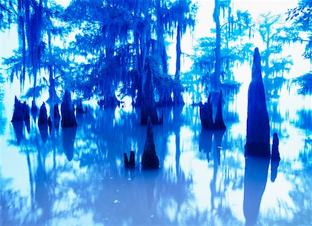 Cypress Trees in Swamp Foto de stock - Con derechos protegidos, Código: 700-00150135