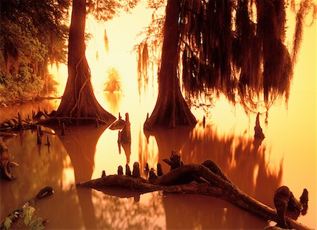 Cypress Trees in Swamp Foto de stock - Con derechos protegidos, Código: 700-00150137