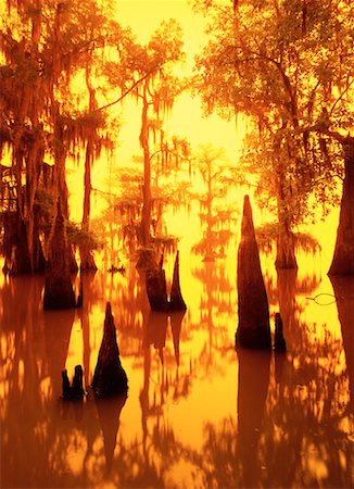 Cypress Trees in Swamp Foto de stock - Con derechos protegidos, Código: 700-00150132