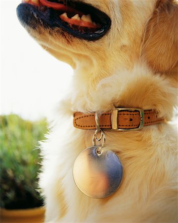 Close-up of Dog and Dog Collar Foto de stock - Con derechos protegidos, Código: 700-00150270