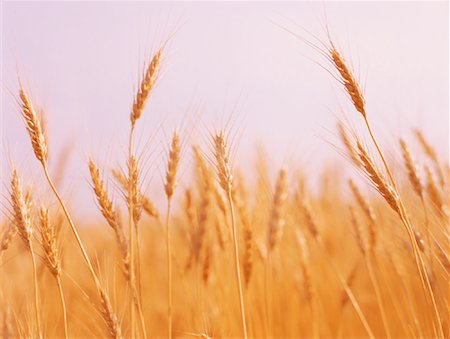 simsearch:6109-07498113,k - Wheat Field Stock Photo - Rights-Managed, Code: 700-00153486