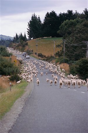 Sheep Running on Road Stock Photo - Rights-Managed, Code: 700-00164099