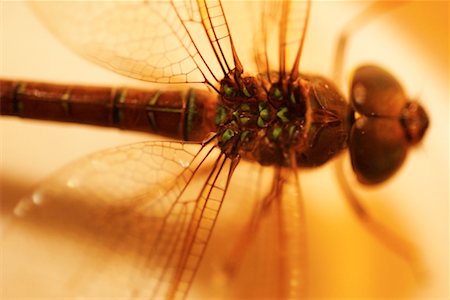 simsearch:700-00194432,k - Close-Up of Dragonfly Stock Photo - Rights-Managed, Code: 700-00164255