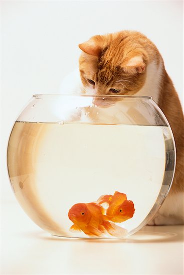 goldfish bowl and cat. Cat and Two Goldfish