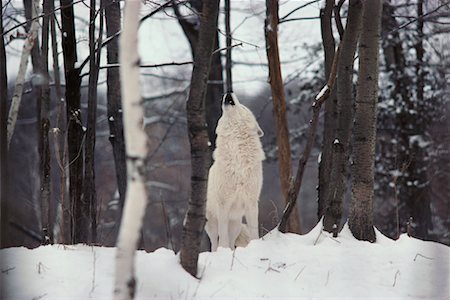 Arctic Wolf Howling Stock Photo - Rights-Managed, Code: 700-00164685