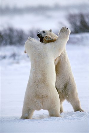 snow fight - Two Polar Bears Playing Stock Photo - Rights-Managed, Code: 700-00164698