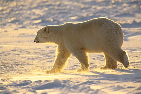 simsearch:700-02833750,k - Polar Bear Stock Photo - Rights-Managed, Code: 700-00164692
