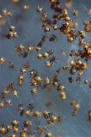 Spiderlings Hatching Stock Photo - Rights-Managed, Code: 700-00165457